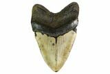 Huge, Fossil Megalodon Tooth - North Carolina #172601-2